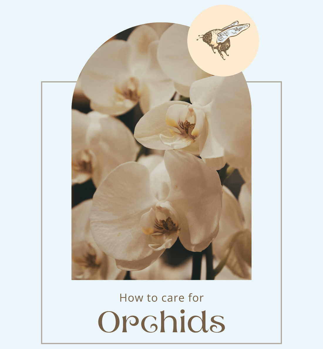 How to Care for Orchids